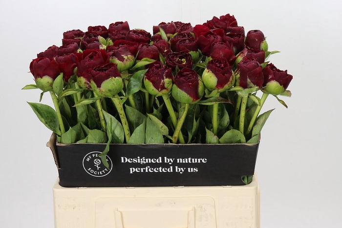 <h4>Paeonia Old Faithful</h4>