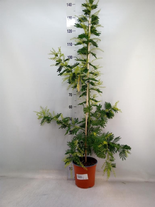 <h4>Mimosa pudica</h4>