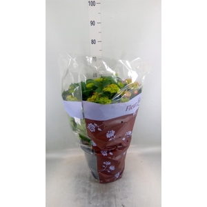 Hydrangea mac. 'Hi Fire'