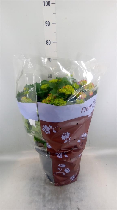 <h4>Hydrangea mac. 'Hi Fire'</h4>