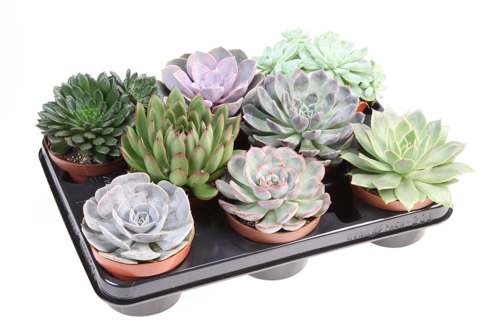 <h4>Echeveria   ...mix</h4>