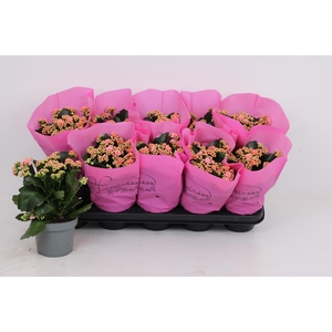 KAL GE PERFECTA PINK