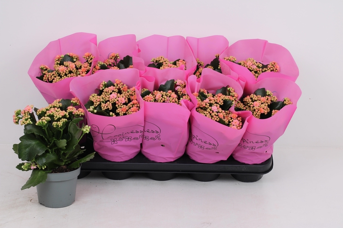 <h4>KAL GE PERFECTA PINK</h4>