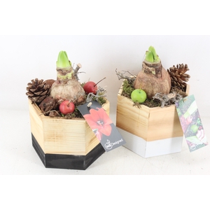 arr4 Amaryllis MB - Hout pot 6hoek 338/6