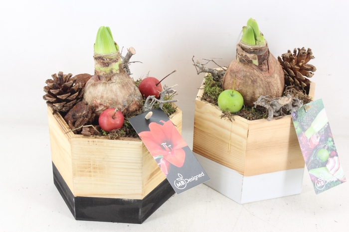 <h4>arr4 Amaryllis MB - Hout pot 6hoek 338/6</h4>