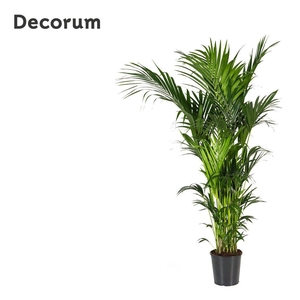 Howea forsteriana 220cm (Kentia) Decorum