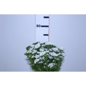 ASTER NINA BRANCO 070 CM
