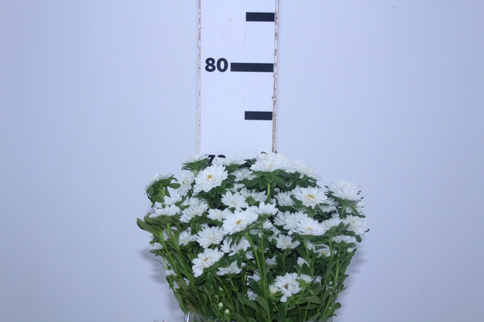 ASTER NINA BRANCO 070 CM
