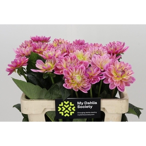 Dahlia DE 'Pink Magic'