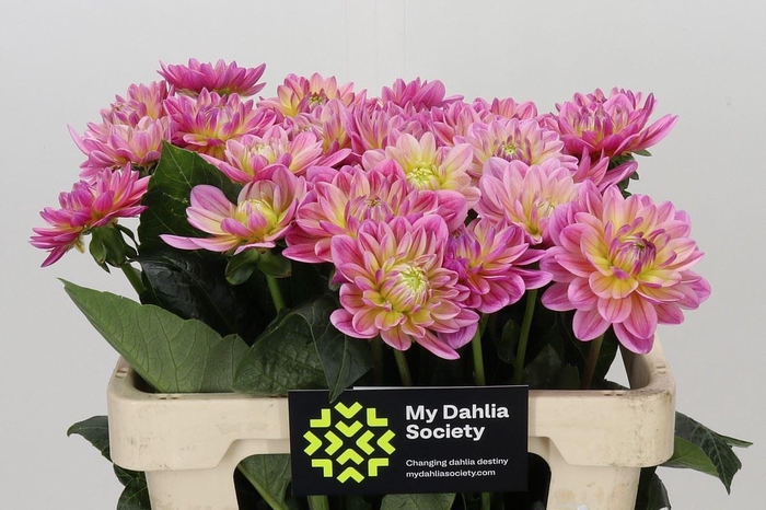 <h4>Dahlia DE 'Pink Magic'</h4>