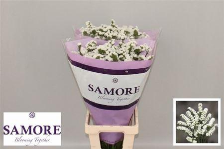 <h4>Lim S Silv Sun Birds</h4>