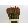 Kniphofia Alcazar