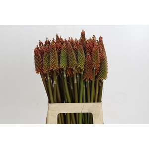 Kniphofia Alcazar