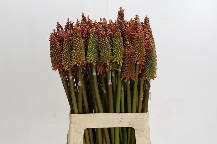 <h4>Kniphofia Alcazar</h4>