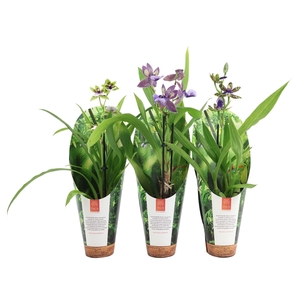 Inca Zygopetalum mix 9cm in luxury jungle cover