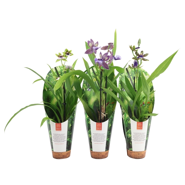 <h4>Inca Zygopetalum mix 9cm in luxury jungle cover</h4>