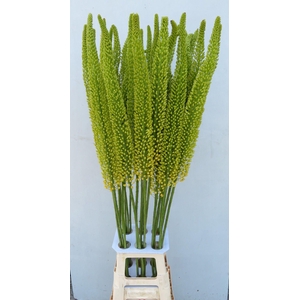 EREMURUS YELL IMPACT