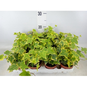 Hedera helix 'Goldchild'