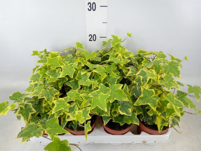 <h4>Hedera helix 'Goldchild'</h4>