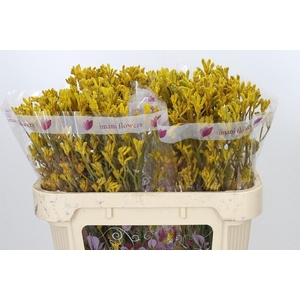 Anigozanthos Imani Yellow