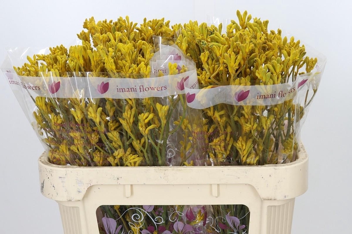 <h4>Anigozanthos Imani Yellow</h4>