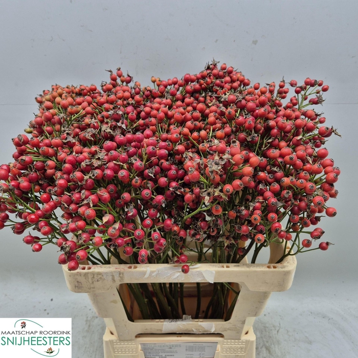 <h4>ROSA RB 'MAGICAL SUNSET'</h4>
