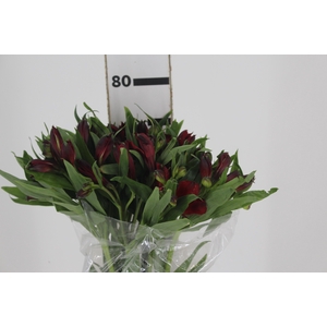 ALSTROEMERIA NATALYA 080 CM