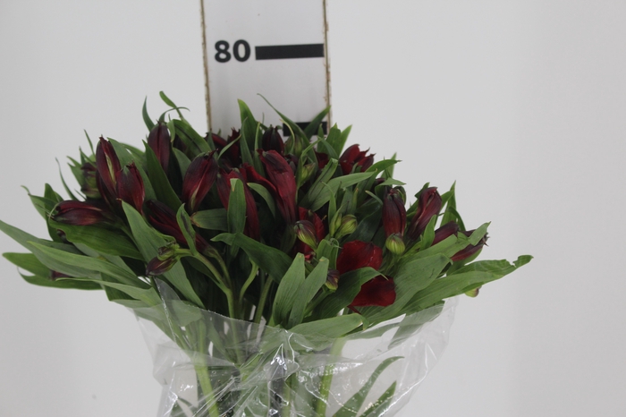 <h4>ALSTROEMERIA NATALYA 080 CM</h4>