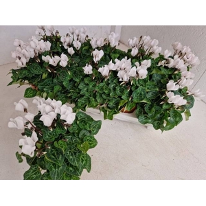 CYCL SUPER CARINO WHITE