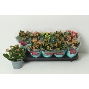 KAL GE PERF GEM 4 KL