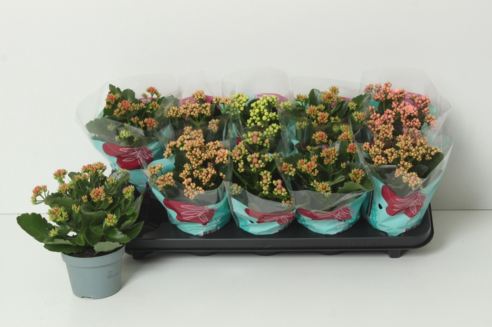 <h4>KAL GE PERF GEM 4 KL</h4>