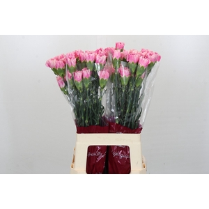 Dianthus St Dollar