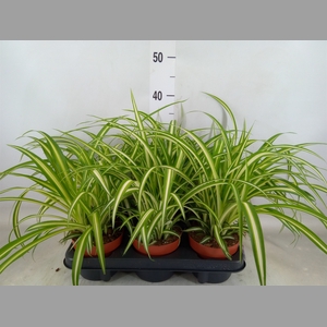Chlorophytum com. 'Variegatum'
