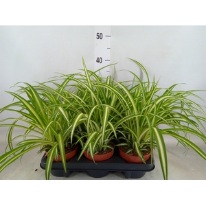 Chlorophytum com. 'Variegatum'