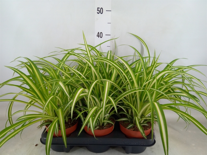 <h4>Chlorophytum com. 'Variegatum'</h4>