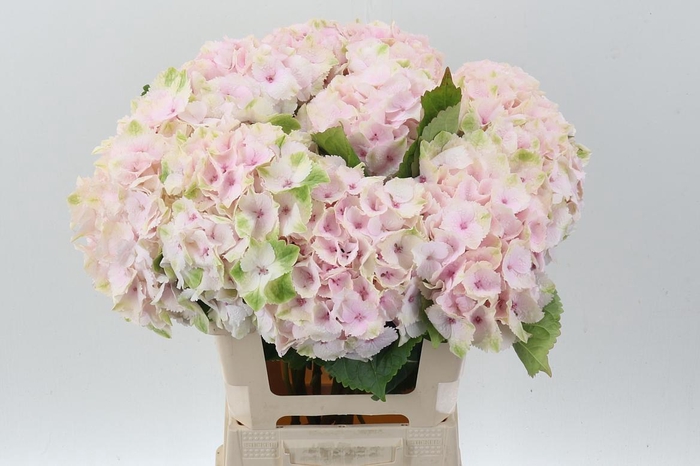 <h4>Hydr M Mag Emerald</h4>