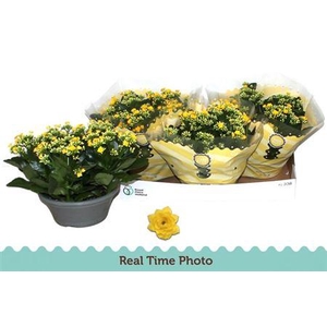 Kal Ge Amarillo Yell