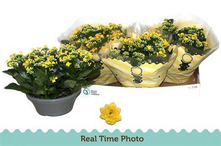 <h4>Kal Ge Amarillo Yell</h4>