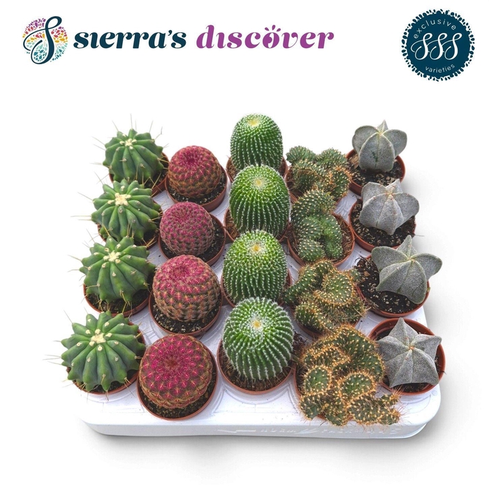 <h4>CACTUS GEM</h4>