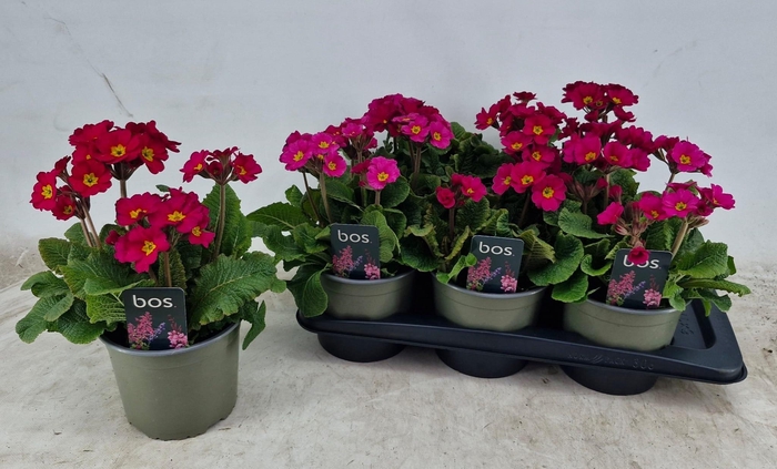 <h4>PRIM EL ST ROSE</h4>