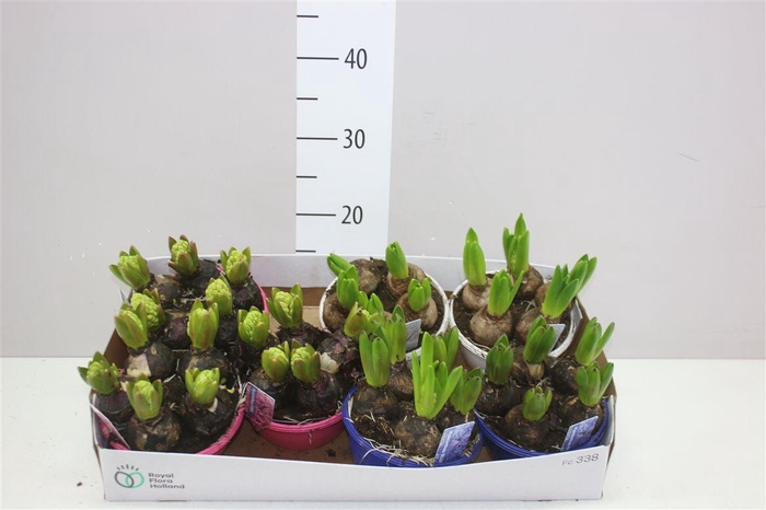 <h4>Hyacinthus Gemengd 5pp In Schaaltje Colour</h4>