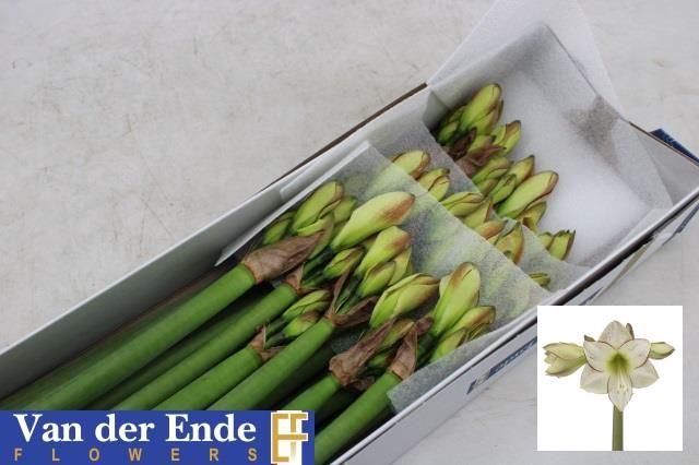 <h4>HIPP DI PICASSO</h4>