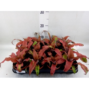 Cryptanthus bivittatus