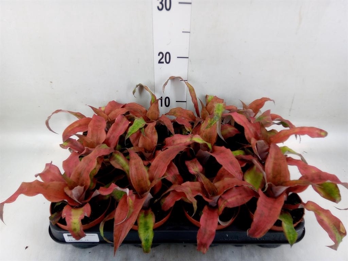 <h4>Cryptanthus bivittatus</h4>