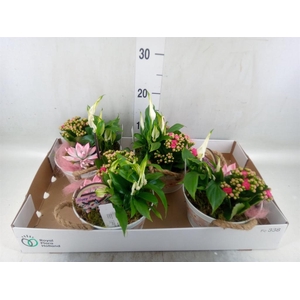 Arr.    Planten  L%