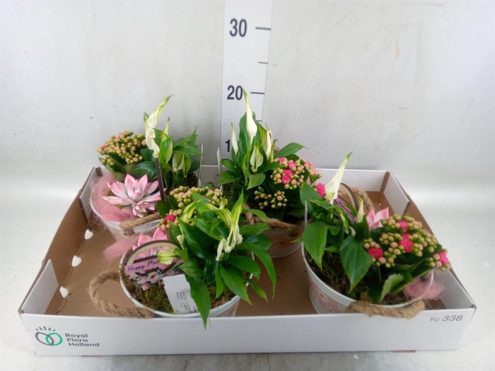 <h4>Arr.    Planten  L%</h4>
