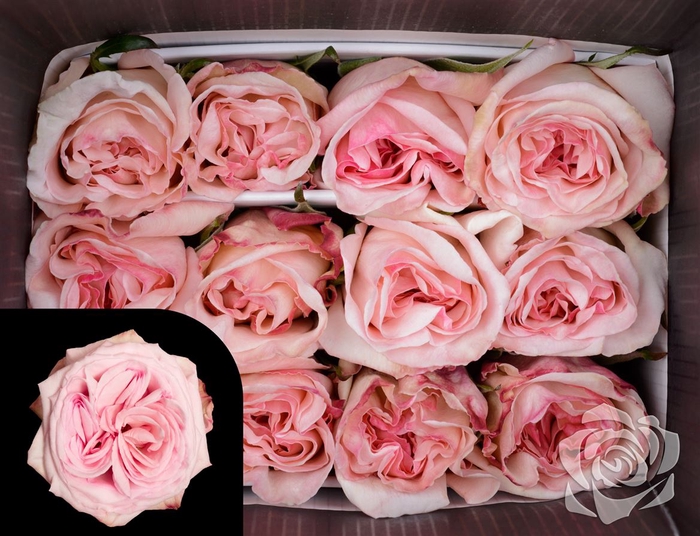 <h4>Rosa Garden Pink Ohara</h4>