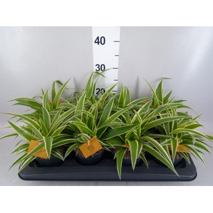Chlorophytum com. 'Ocean'