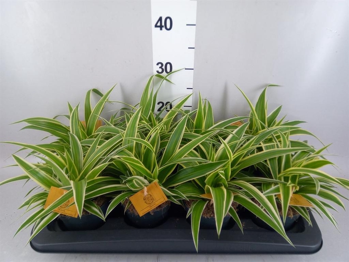 <h4>Chlorophytum com. 'Ocean'</h4>