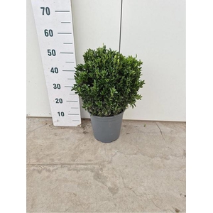 EUONYMUS JA GR SPIRE